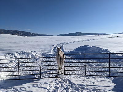 habits rituals and routines for personal growth horse waiting at the gate who has developed a habit based on routine of getting fed at the same time