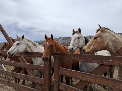 horses live together in community like we do horses living together in community and learning to get along