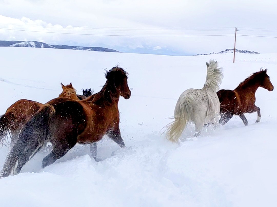 conform or push back advice for women Horses running, are social norms like living in a herd?