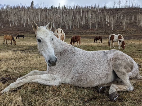 horses and auto repair tips for women horse lying down representing advice for women on auto repair