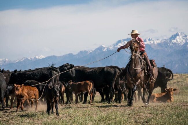 kate matheson impactful woman an impactful woman riding a horse and roping a calf